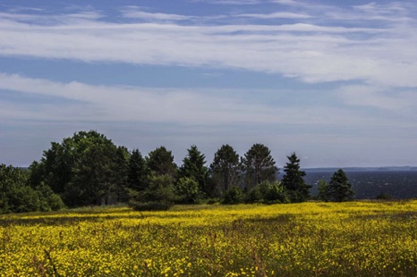 Field of Gold - NHP45